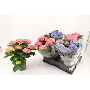 HYDR M MAG REVOLUTIO