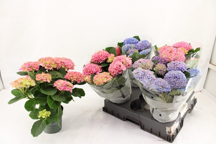 <h4>HYDR M MAG REVOLUTIO</h4>