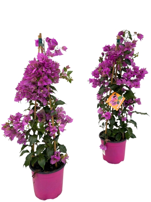 <h4>Bougainvillea Sanderiana piramide</h4>