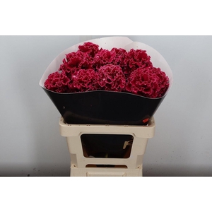 Wax Brassica Bras Wax Cerise