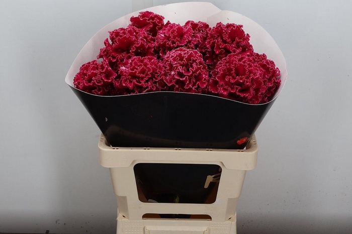 <h4>Brassica (fr) Wx Cerise</h4>