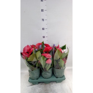 Anthurium andr. 'Picanta Red'