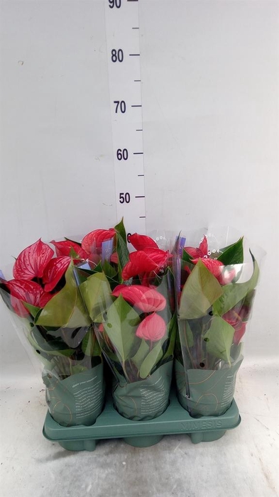 <h4>Anthurium andr. 'Picanta Red'</h4>