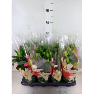 Lilium ori.  'Sunny Robyn'