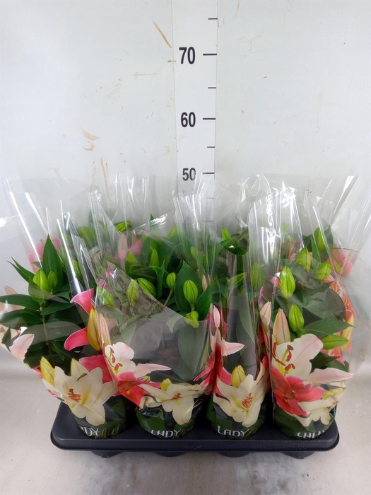 <h4>Lilium ori.  'Sunny Robyn'</h4>