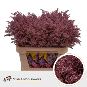 Solidago Rose Goud