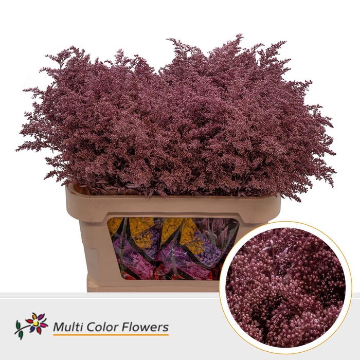 <h4>Solidago Rose Goud</h4>