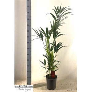 Howea Forsteriana