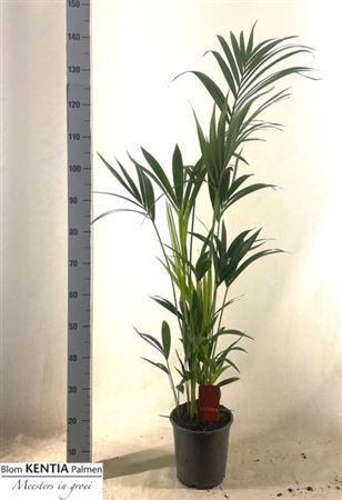 <h4>Howea Forsteriana</h4>