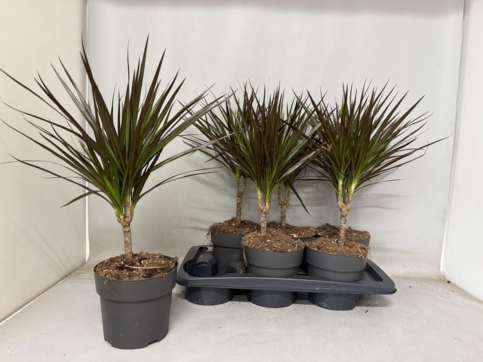 <h4>DRA MARG MAGENTA</h4>