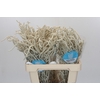 Amaranthus Yearming Desert