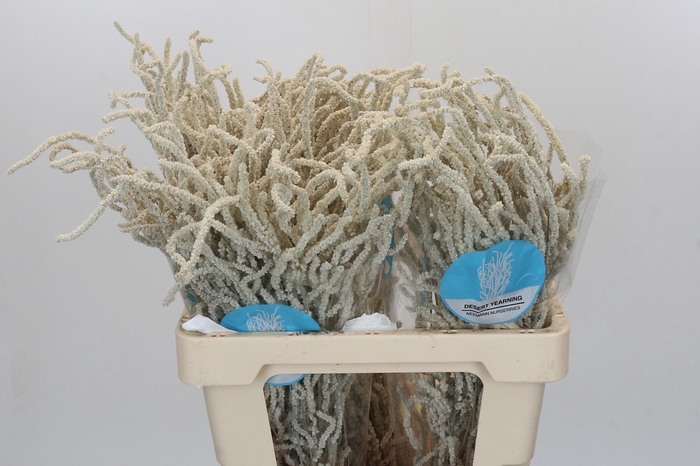 <h4>Amaranthus Yearming Desert</h4>