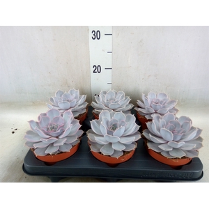 Echeveria lilacina