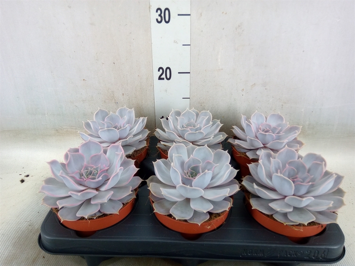 <h4>Echeveria lilacina</h4>