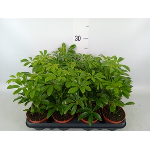 Schefflera arbor. 'Luseana'