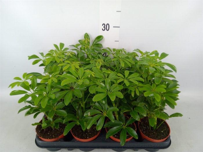<h4>Schefflera arbor. 'Luseana'</h4>