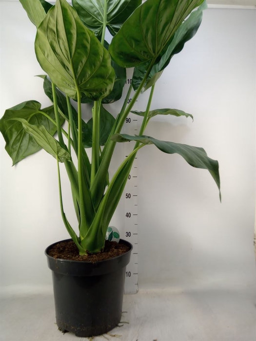 <h4>Alocasia cucullata</h4>