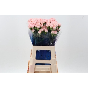 Di St Pink Maruchi hi 60cm