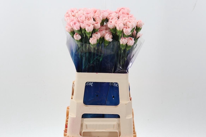 <h4>Di St Pink Maruchi hi 60cm</h4>