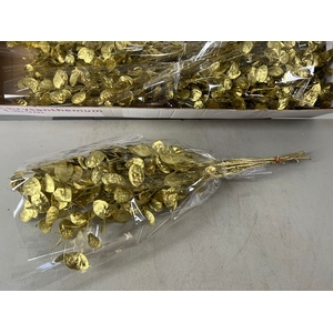DF Lunaria Bs Gold