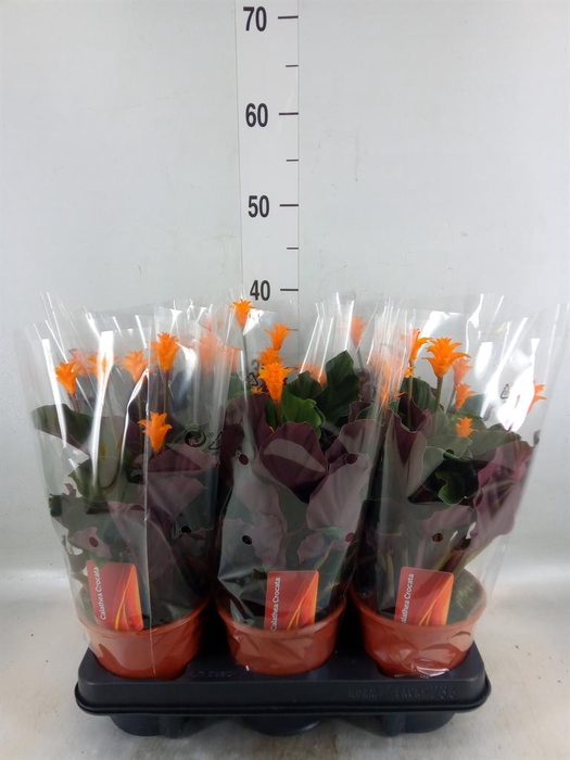 <h4>Calathea crocata</h4>