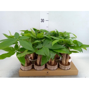 Pachira aquatica