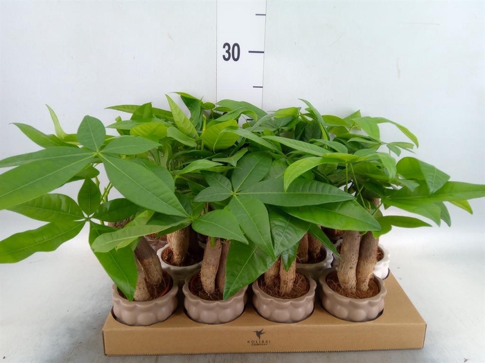 <h4>Pachira aquatica</h4>