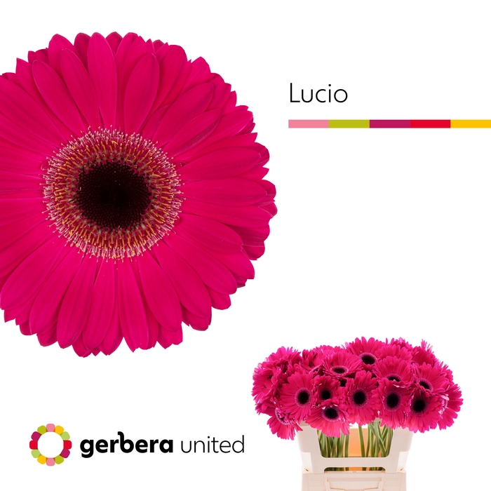 <h4>Gerbera Lucio Water</h4>