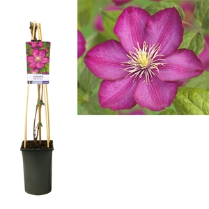 Clematis 'Ville de Lyon' +light label