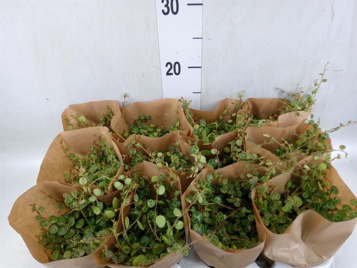 <h4>Peperomia pros.</h4>