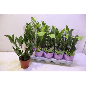 Zamio Zamiifolia