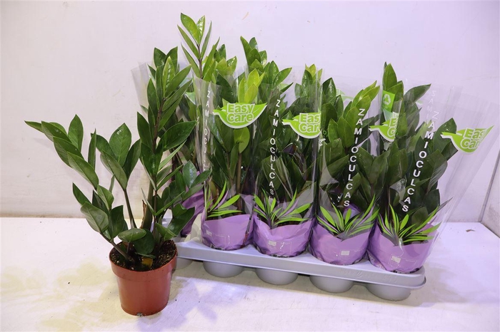 <h4>Zamio Zamiifolia</h4>