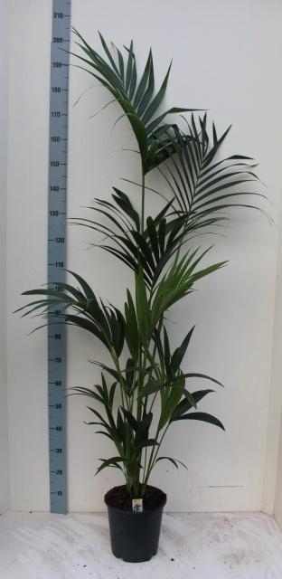 <h4>HOWEA FORSTERIANA</h4>