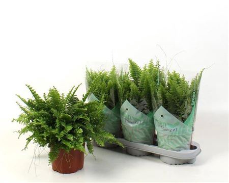 <h4>Nephr Ex Green Momen 17cm</h4>