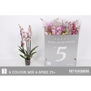 PHAL GEM 6 KL