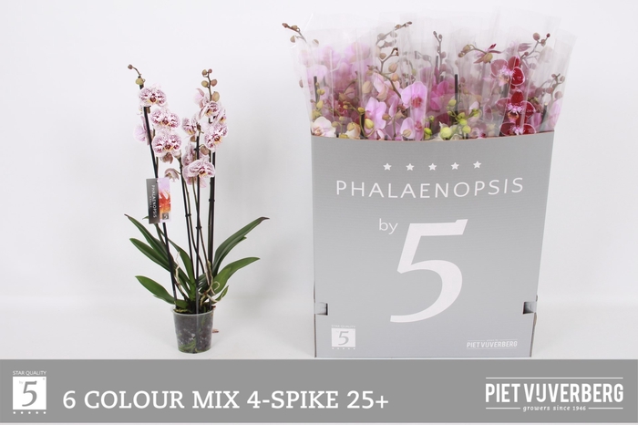 <h4>PHAL GEM 6 KL</h4>