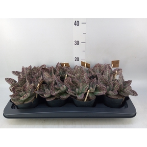 Kalanchoe humilis 'Surpris Desert'