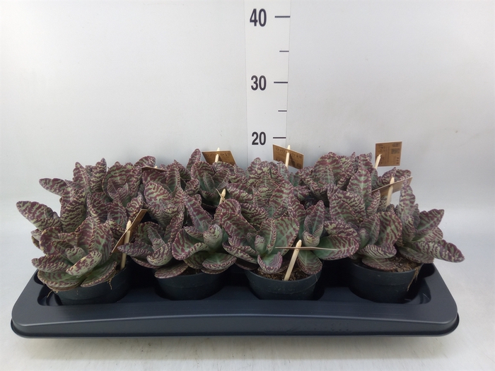 <h4>Kalanchoe humilis 'Surpris Desert'</h4>