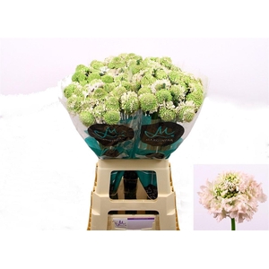 Scabiosa Fr Vanilla Bb Scoop