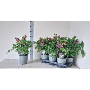 Helleborus ViV Eloisa