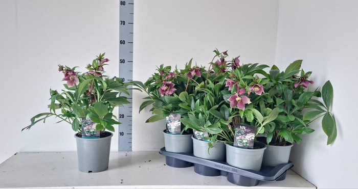 Helleborus ViV Eloisa