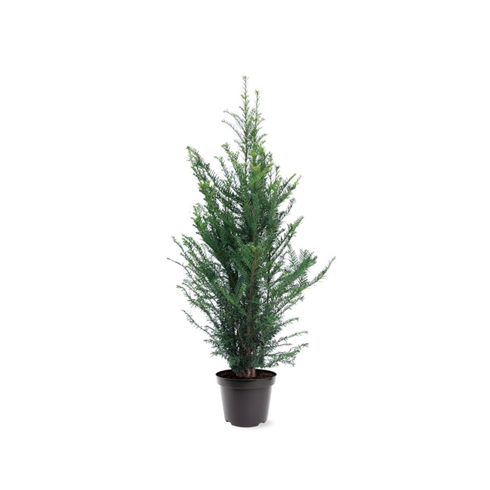 <h4>Taxus baccata (zonder etiket)</h4>