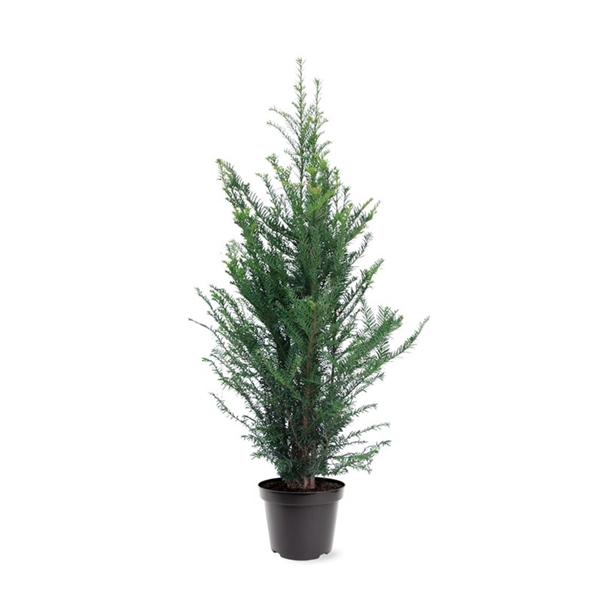 Taxus baccata (zonder etiket)