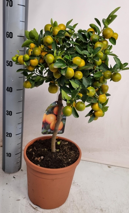 <h4>CITR MICROCARPA</h4>