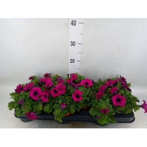 Petunia  'Sunpleasure Purple'