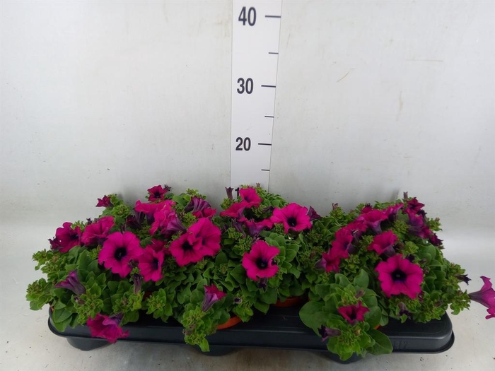 <h4>Petunia  'Sunpleasure Purple'</h4>