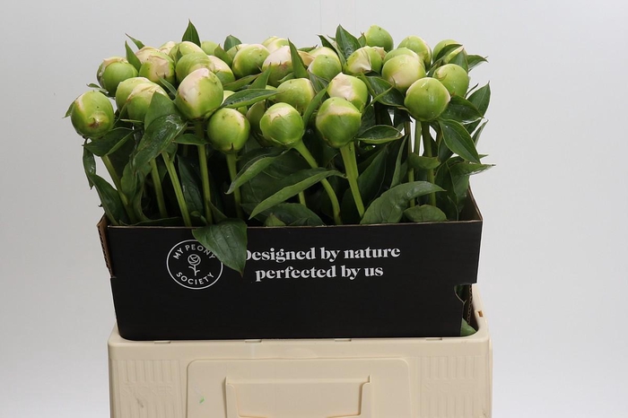 <h4>Paeonia Princess Bride</h4>