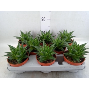 Gasteria