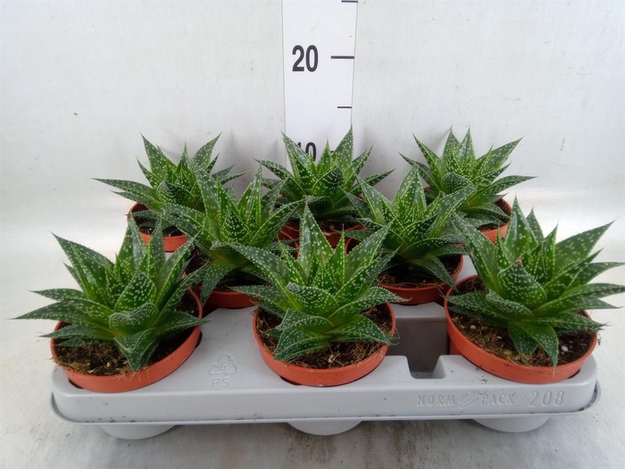 <h4>Gasteria</h4>
