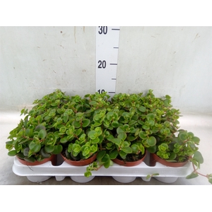 Sedum   ...